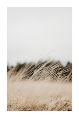 Dry Grass Close Up Poster No.5