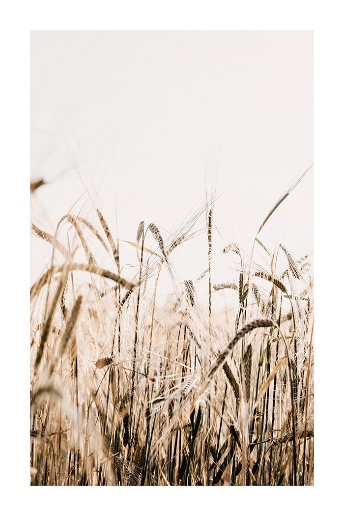 Wheat Field Poster No.2