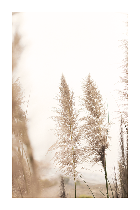 Beige Grass Poster