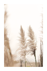 Beige Grass Poster