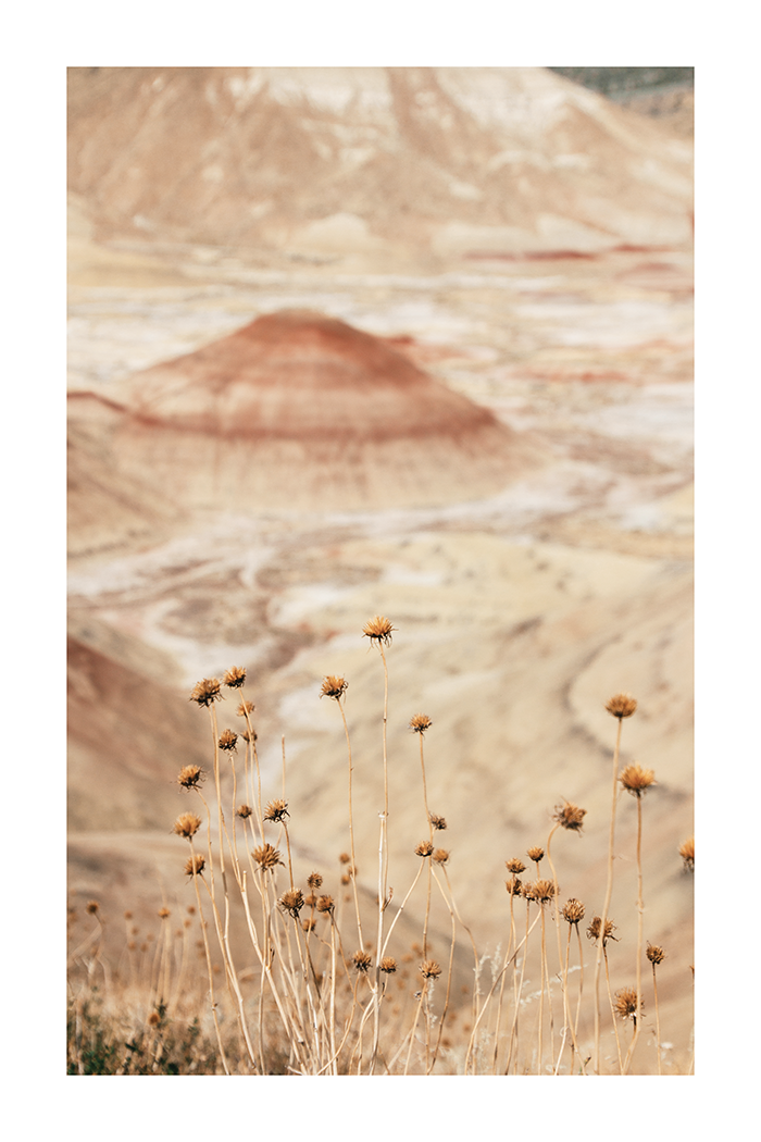 Close Up of Wild Flower Poster