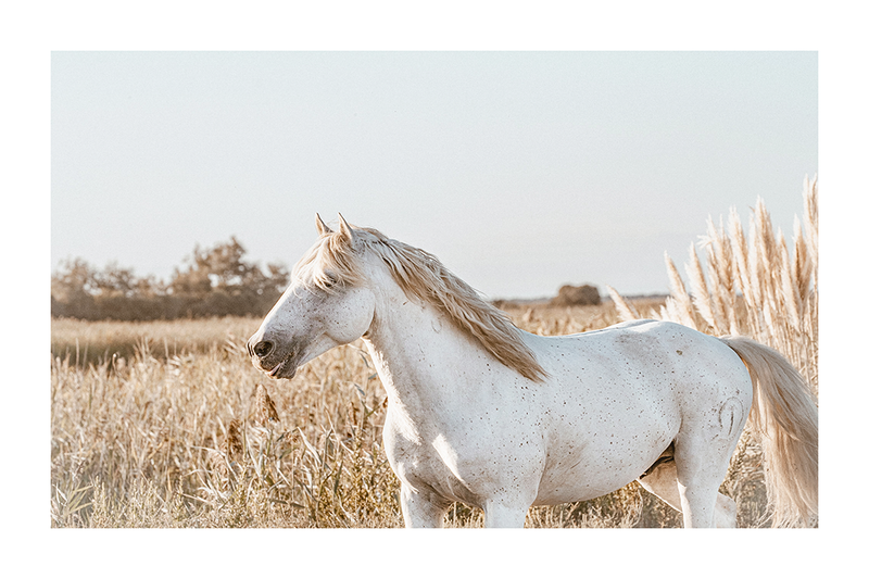 White Horse in the Hay Poster