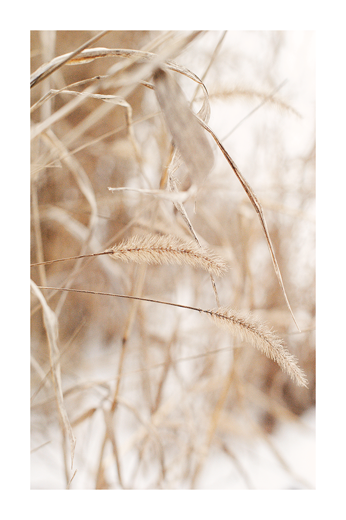 Dry Grass Close Up Poster No.2