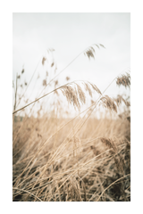 Reeds Close Up Poster No.2