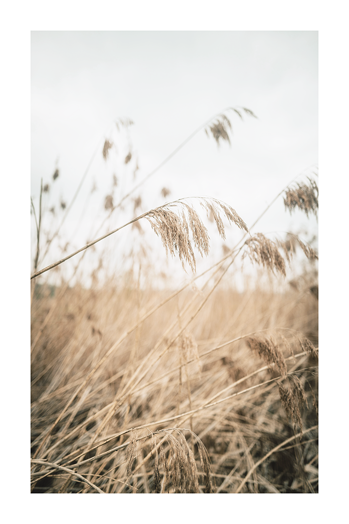 Reeds Close Up Poster No.2
