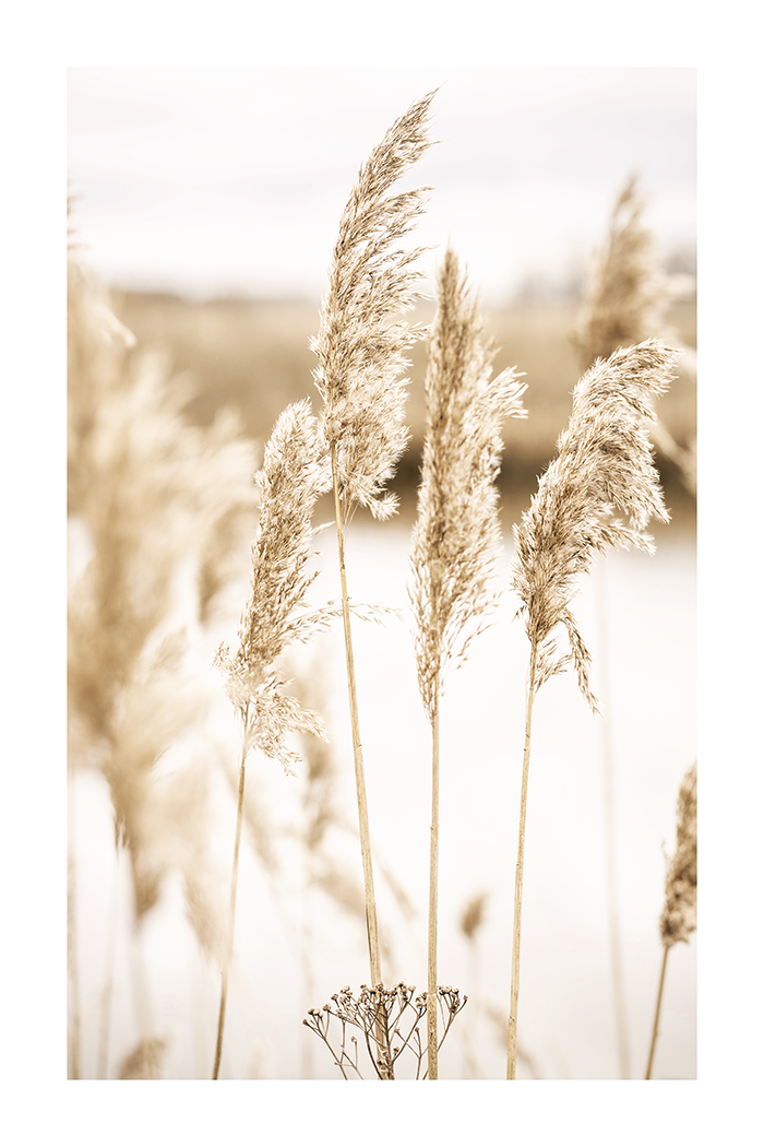 Reeds in the Hay Poster