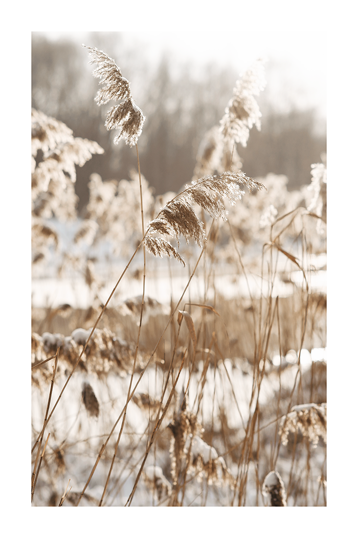 Reeds Close Up Poster No.3