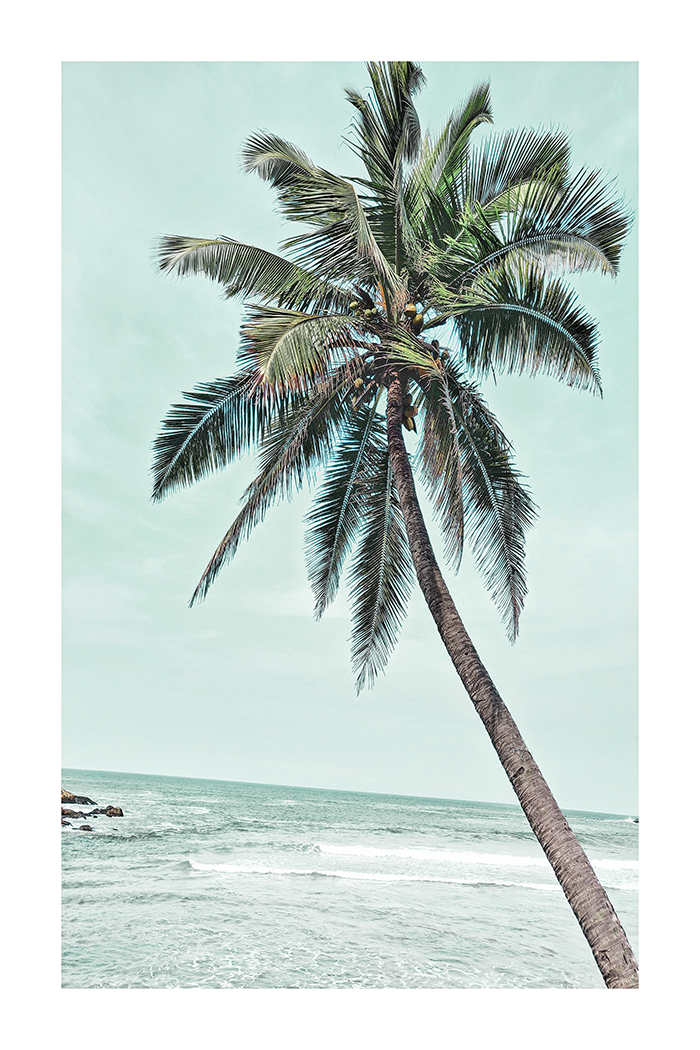 Coconut Tree Close Up Poster