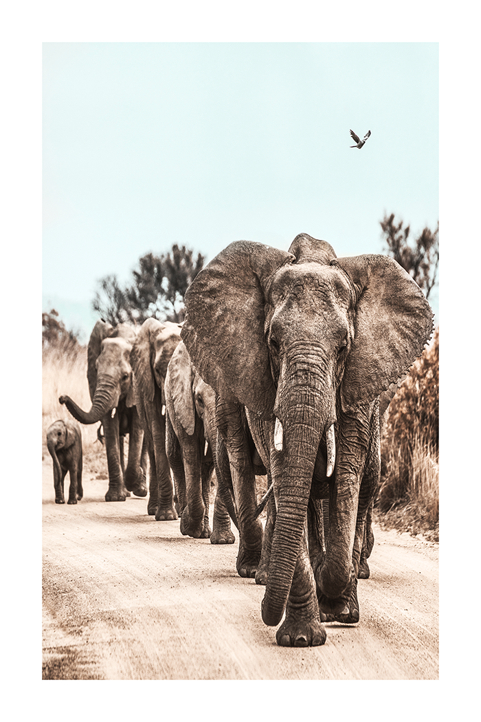 Group of Elephants Poster