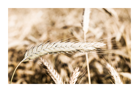 Ripe Paddy in the Field Poster