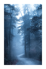 Blue Misty Forest Poster