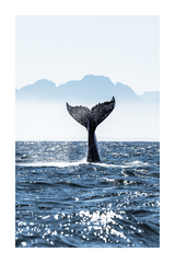 Whale Tail Poster No.2