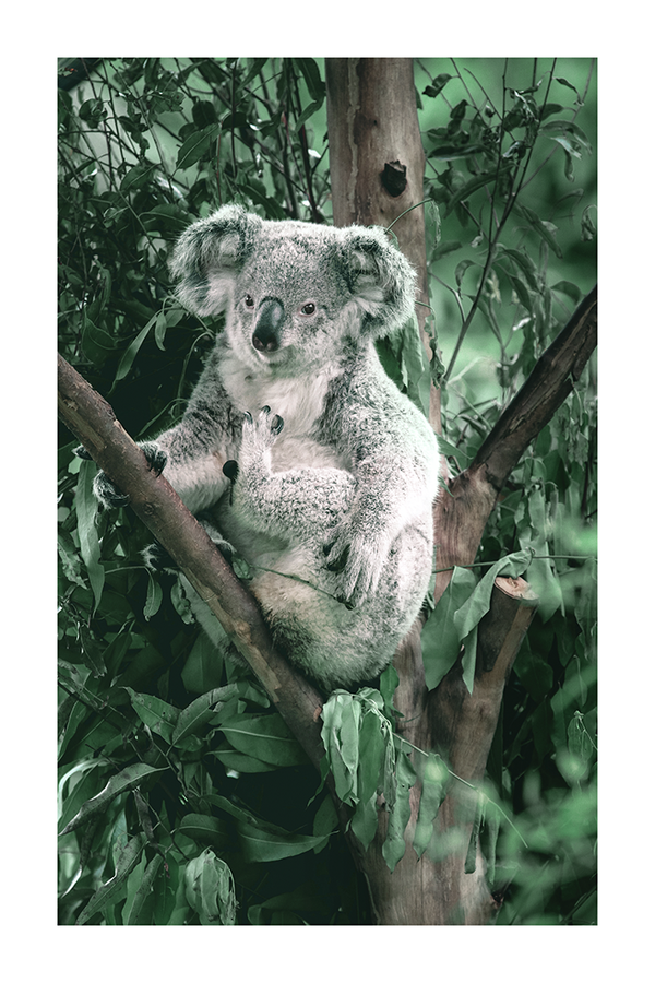Koala on the Tree Poster