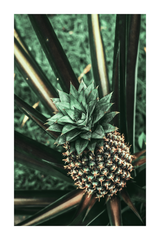 Ripe Pineapple Poster