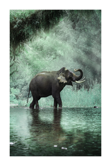 Forest Elephant Poster