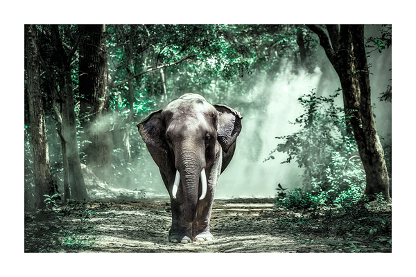 Lonely Elephant Poster