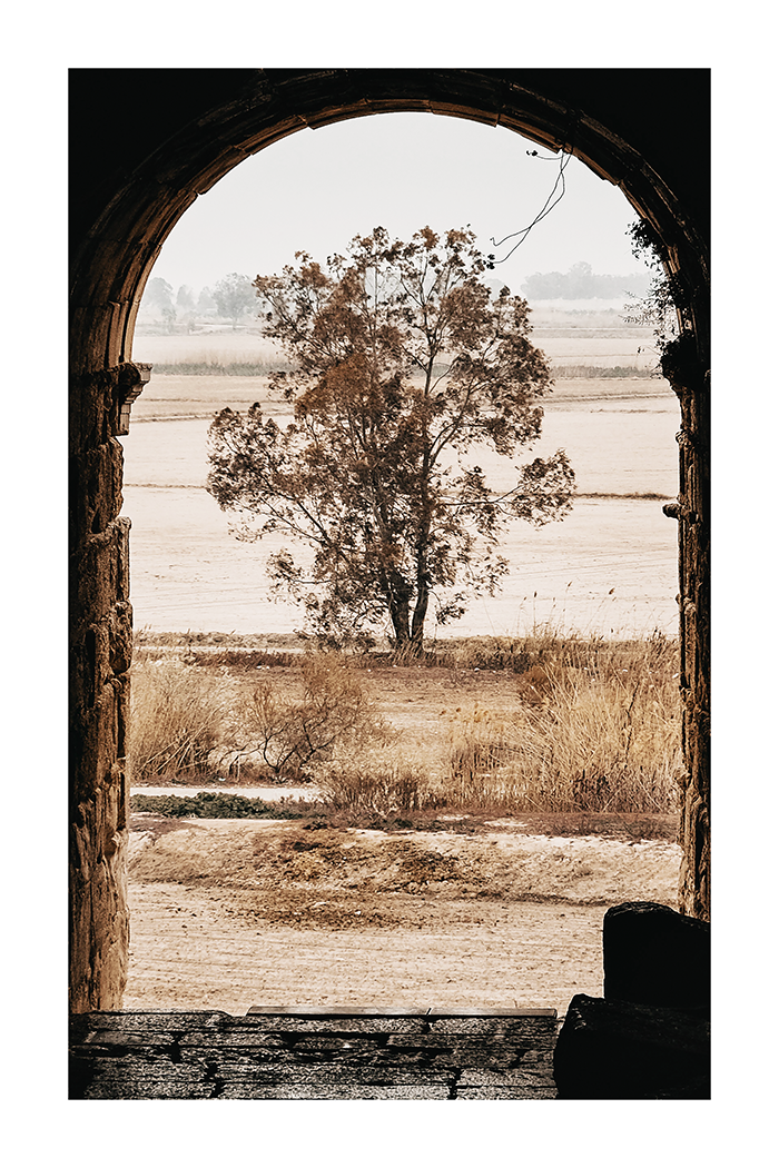 Framed Tree Poster