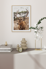 Brown Elk Close Up Poster