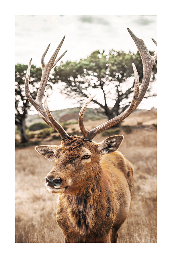 Brown Elk Close Up Poster