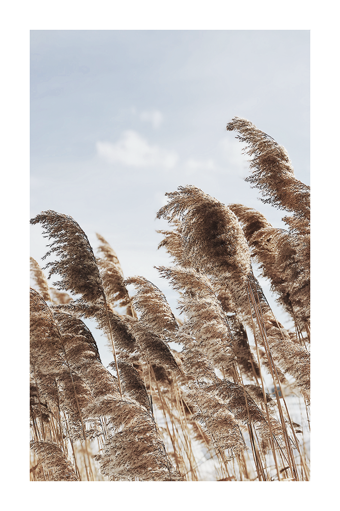 Reeds Under the Sky Poster
