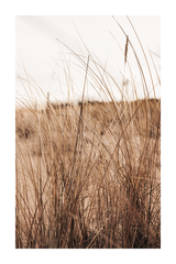 Brown Dry Grass Close-up Poster