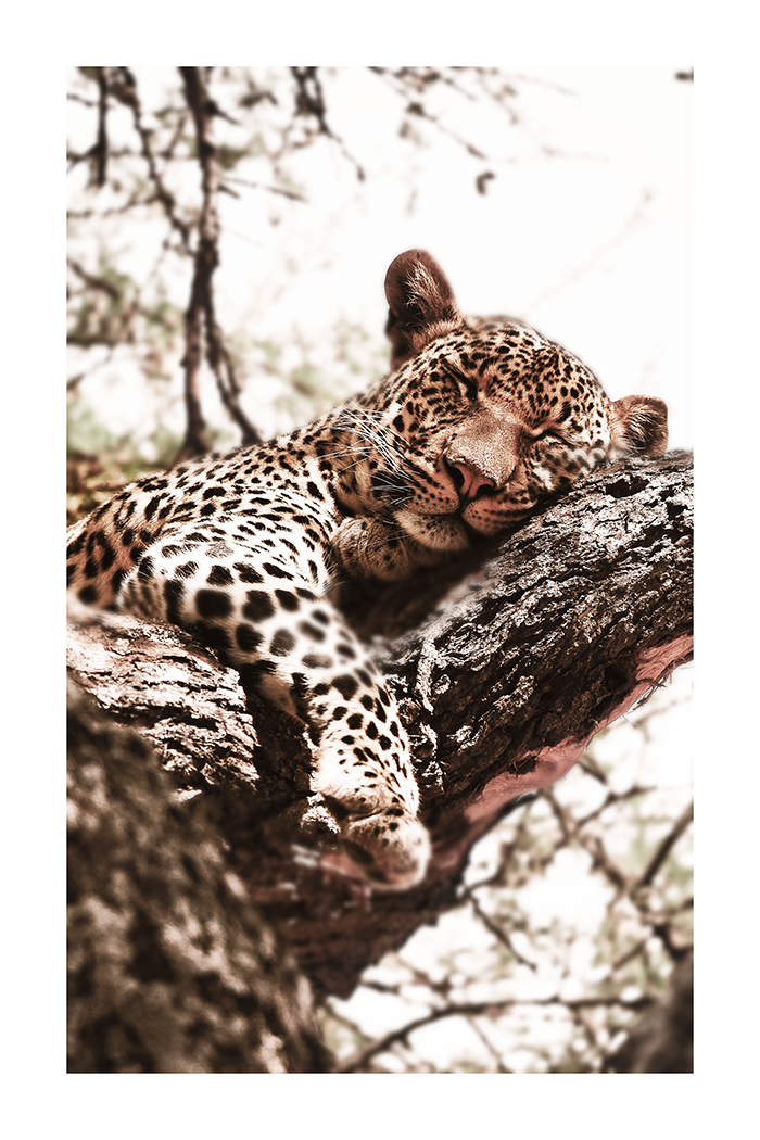 Sleeping Leopard Poster