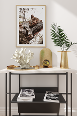 Sleeping Leopard Poster