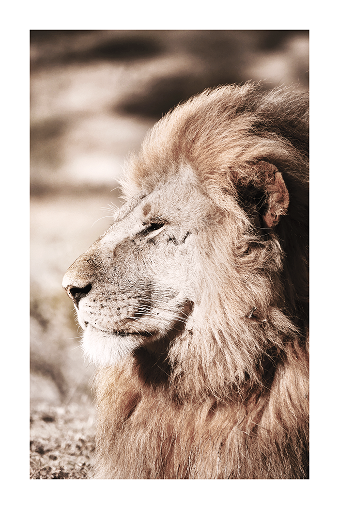 Lion Poster