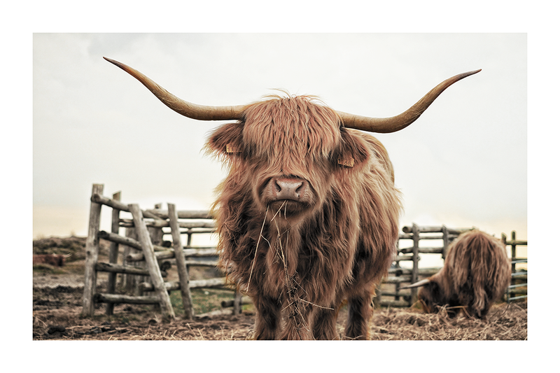 Longhorn Photo Poster