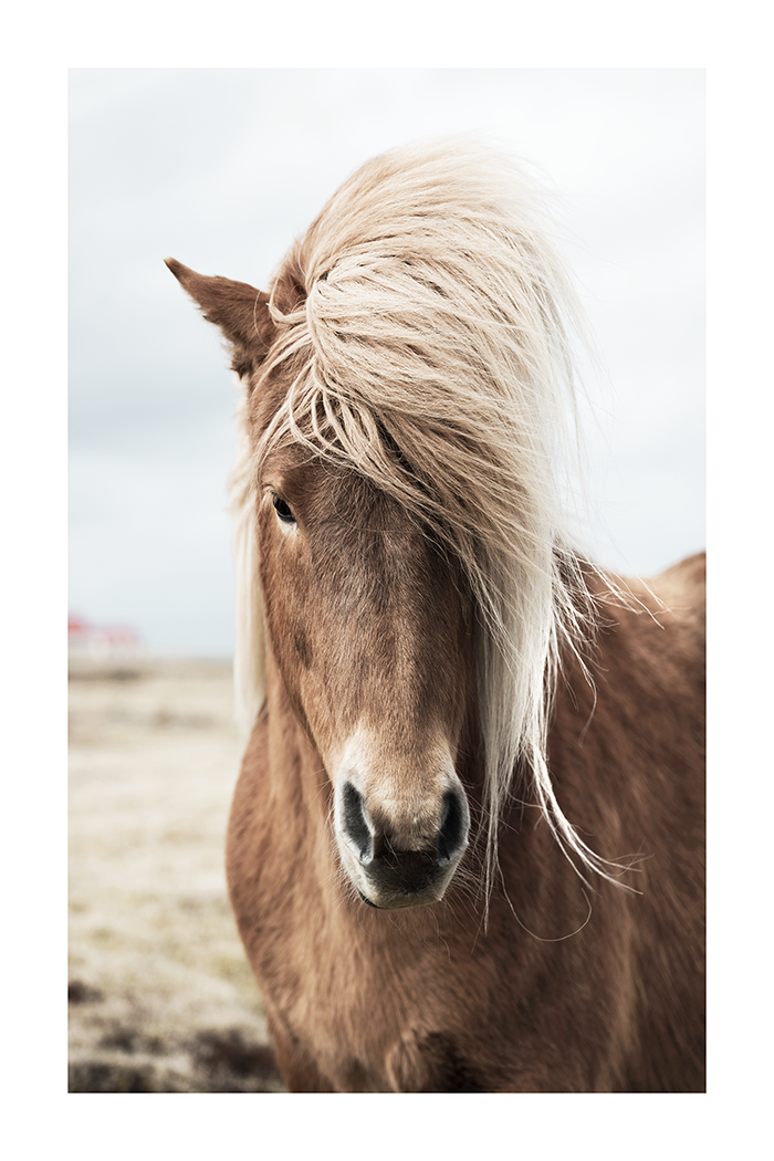 A Handsome Horse Poster