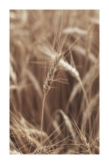 Wheat Field Close Up Poster