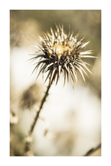 A Thorny Plant Poster