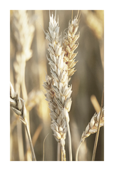 Triticale Poster
