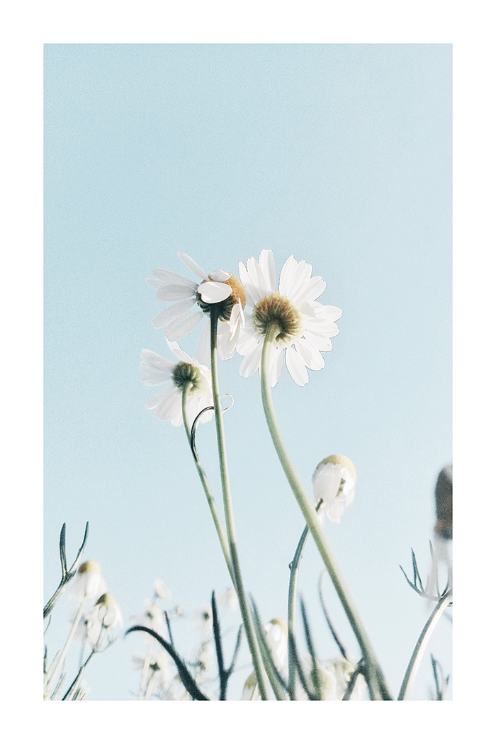 Cute Daisy Poster