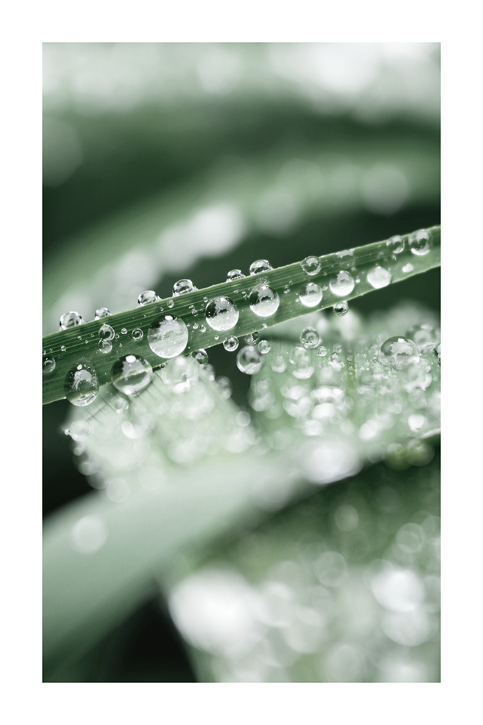 Water Droplets Poster