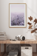 A Field of Lavender Poster