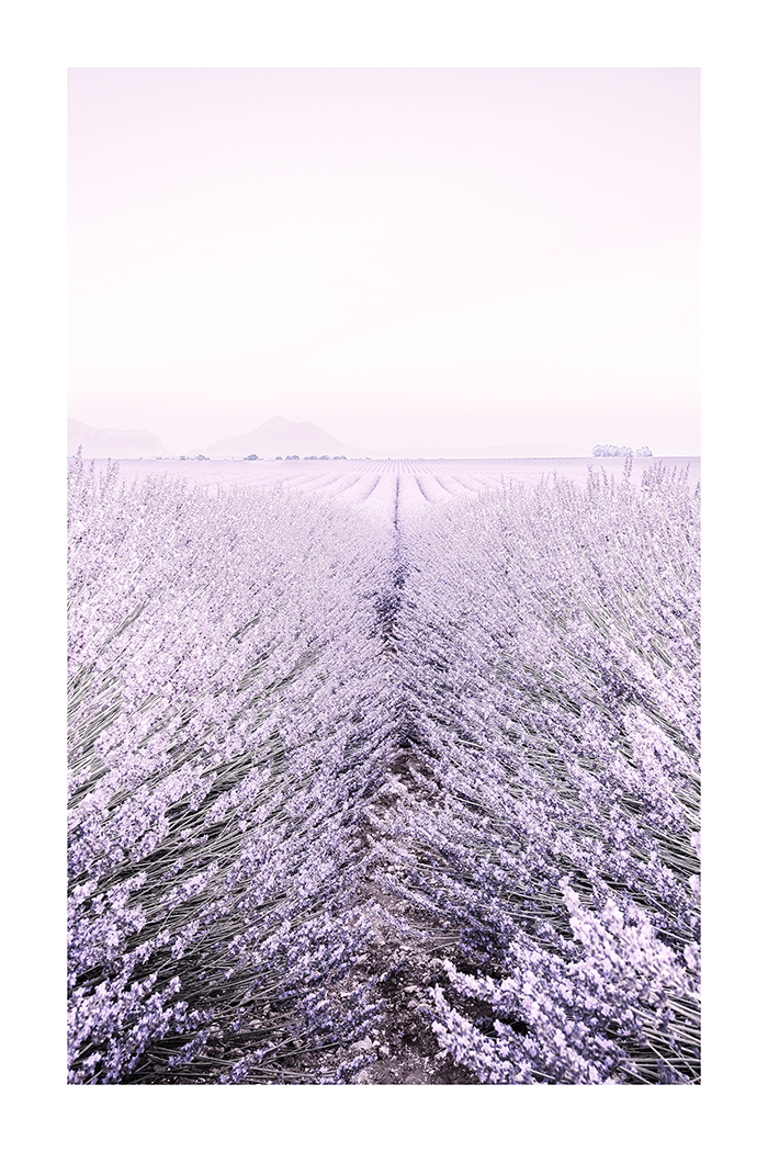 A Field of Lavender Poster