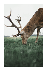 Elk Close Up Poster