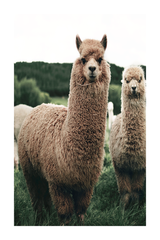 Alpaca Poster