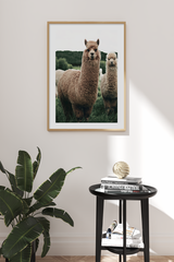 Alpaca Poster