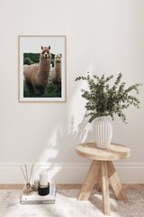 Alpaca Poster