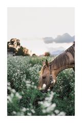 Horse Eating Grass Poster