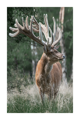 Forest Elk Poster