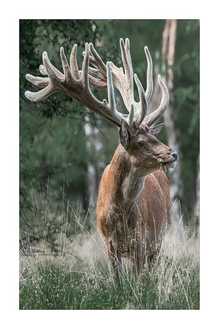 Forest Elk Poster