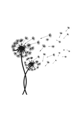 Black and White Dandelion Poster