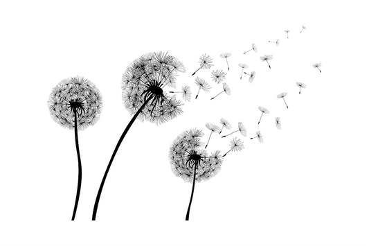 Minimalist B&W Dandelion Poster