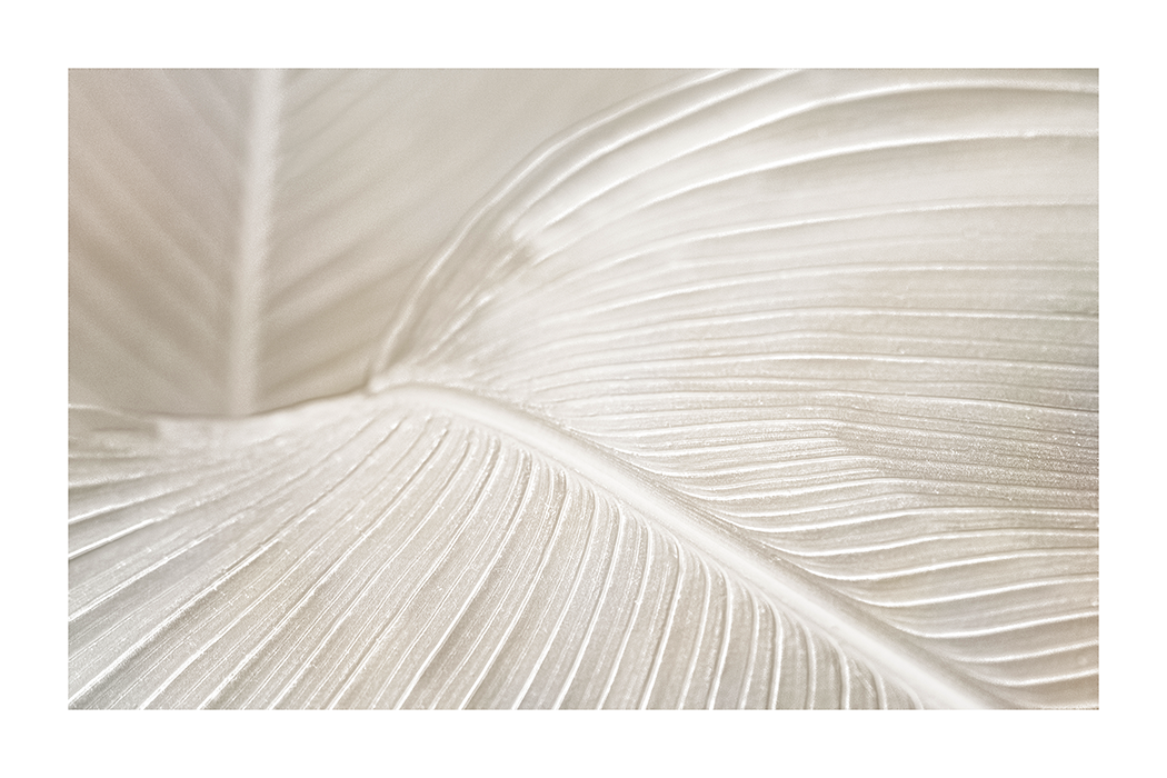 Beige Leaf Texture Poster