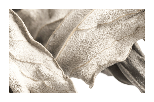Golden Leaf in Detail Poster