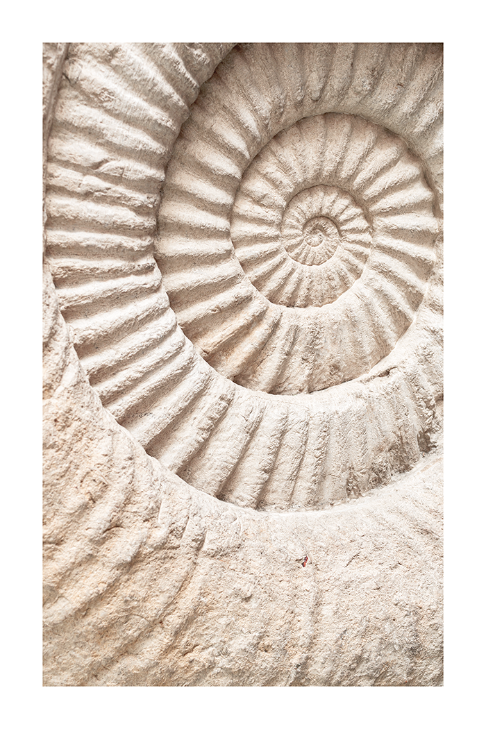 Ammonite Fossil Poster