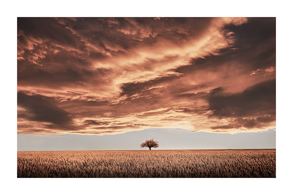 Lonely Tree Under Storm Photo Poster